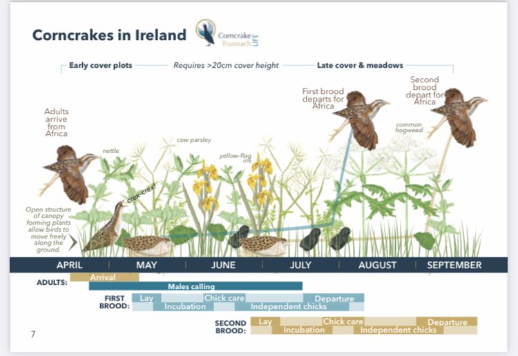 CorncrakeLife's tweet image. Information on our new pilot Results-Based Payment Scheme (RBPS) can now be found on our website.
Really excited to work with the first group of farmers and advisors on this 😃
corncrakelife.ie/rbps-materials