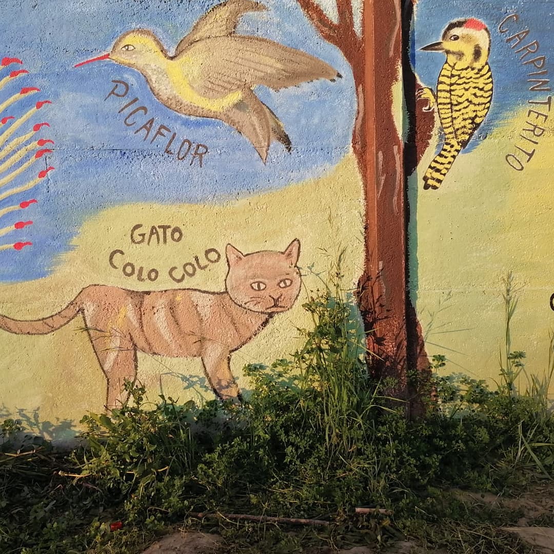 FelinosChile's tweet photo. 😺Compartimos mural en Placilla de Valparaíso, en donde aparece nuestro querido gato colocolo.
😺Gracias a todos los que trabajan en la conservación de nuestra flora y fauna!

#gatocolocolo #leoparduscolocola #felinossilvestreschile #fundacioncoordinaciondefelinossilvestres https://t.co/0IR1Acb7T2