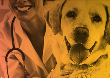 ACVC_vets's tweet photo. Join Paul Bloom, DVM, DABVP, DACVD for Canine Demodicosis at 2:30pm #ACVC2021
.
.
.
.
#veterinary #ce #conference #canine #dermatology https://t.co/8TowbDud2g