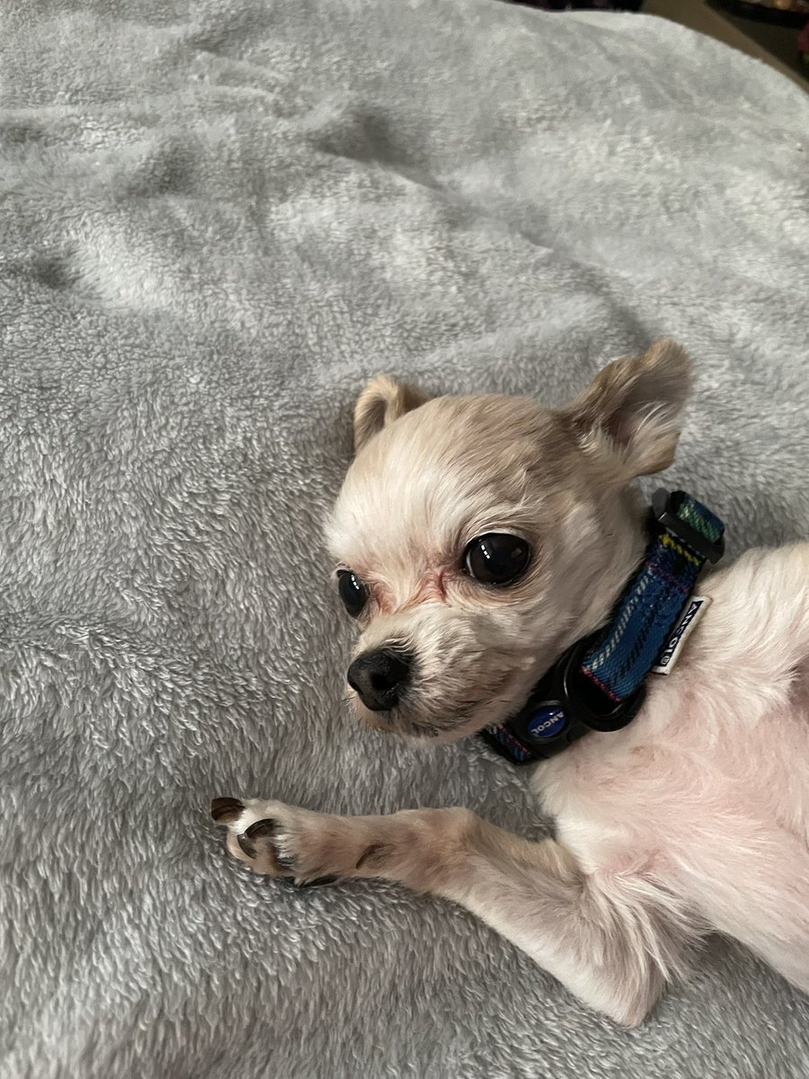 JosieWhippet's tweet image. My big brother 🤍 #bro #Chihuahua