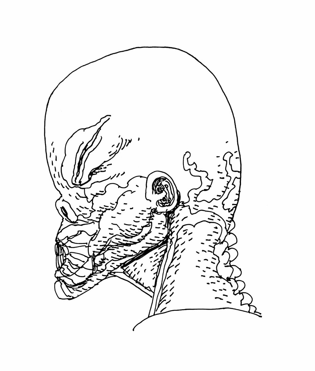 Not sure if I've ever posted these on their own-

The individual heads charting the growth of an embryonic parasite 
