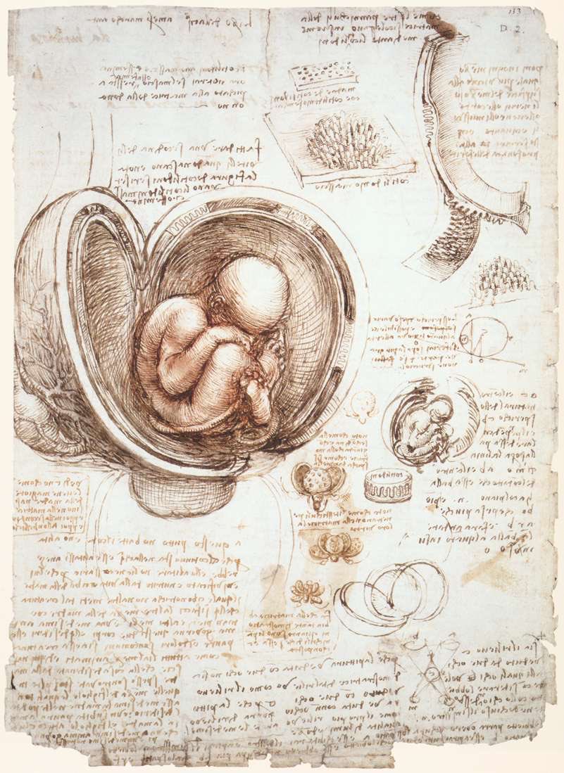 Estudios del feto en el útero, 1513, Leonardo Da Vinci