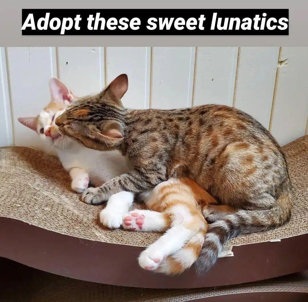 BBAWC's tweet image. Sky Brown &amp;amp; Nyjah Huston are 4 MO super affectionate and playful foster siblings seeking a lifetime of love and adventures with their forever person. They adore toys and treats, and flopping down for naps after a big wrestling session! Adoption app - catcafebk.com/adoptapp