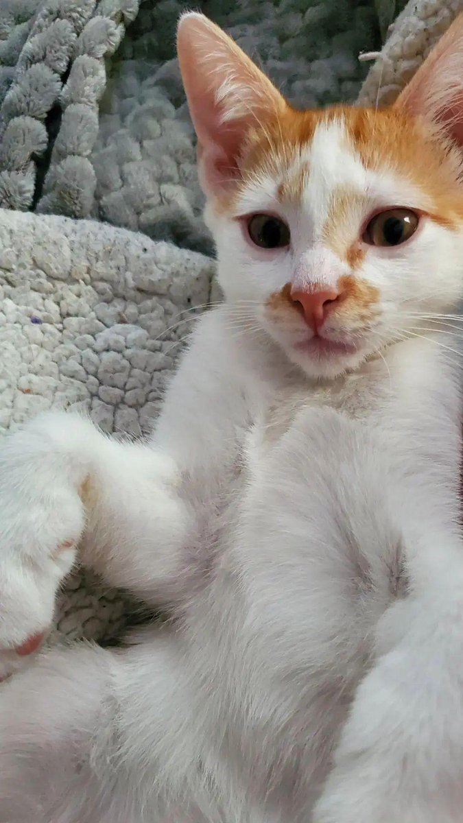 BBAWC's tweet image. Sky Brown &amp;amp; Nyjah Huston are 4 MO super affectionate and playful foster siblings seeking a lifetime of love and adventures with their forever person. They adore toys and treats, and flopping down for naps after a big wrestling session! Adoption app - catcafebk.com/adoptapp