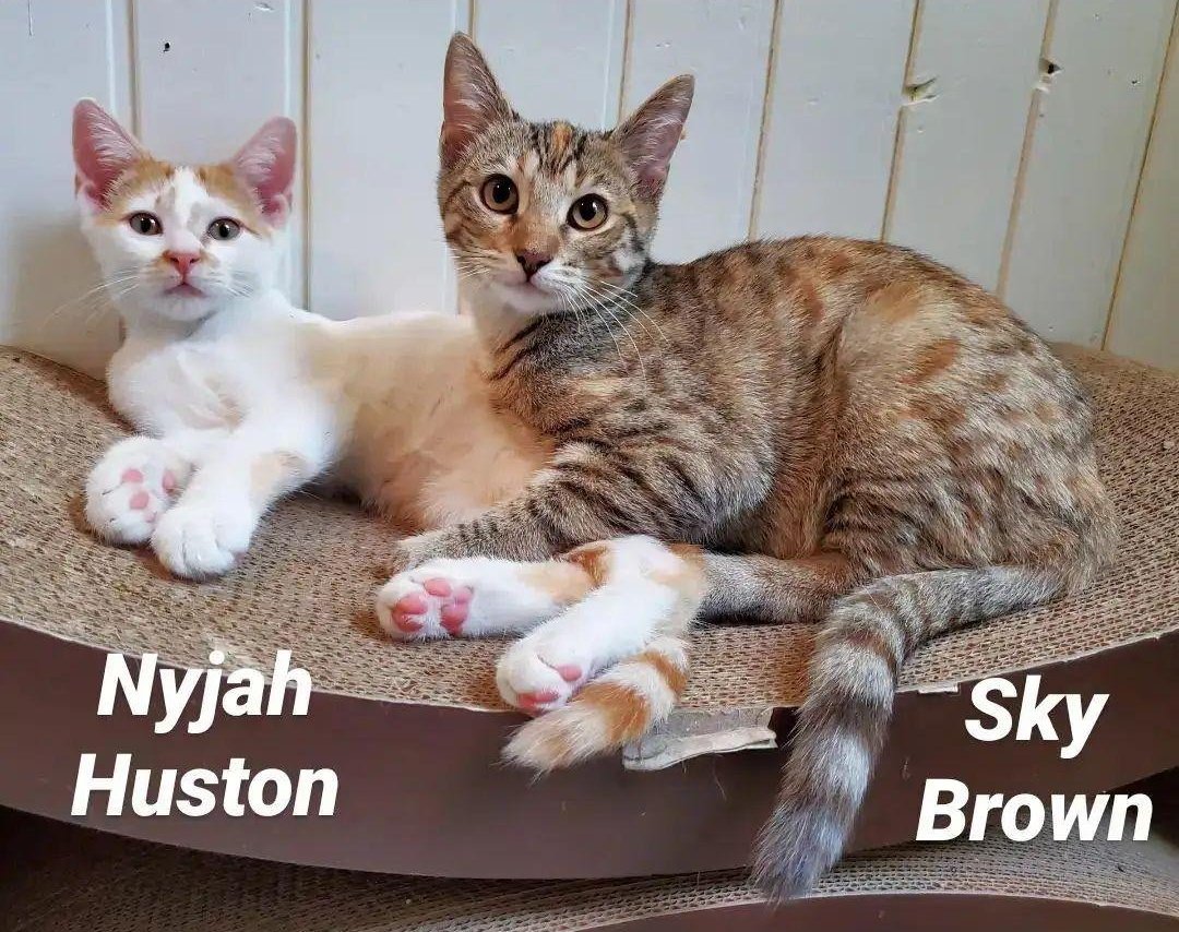 BBAWC's tweet image. Sky Brown &amp;amp; Nyjah Huston are 4 MO super affectionate and playful foster siblings seeking a lifetime of love and adventures with their forever person. They adore toys and treats, and flopping down for naps after a big wrestling session! Adoption app - catcafebk.com/adoptapp