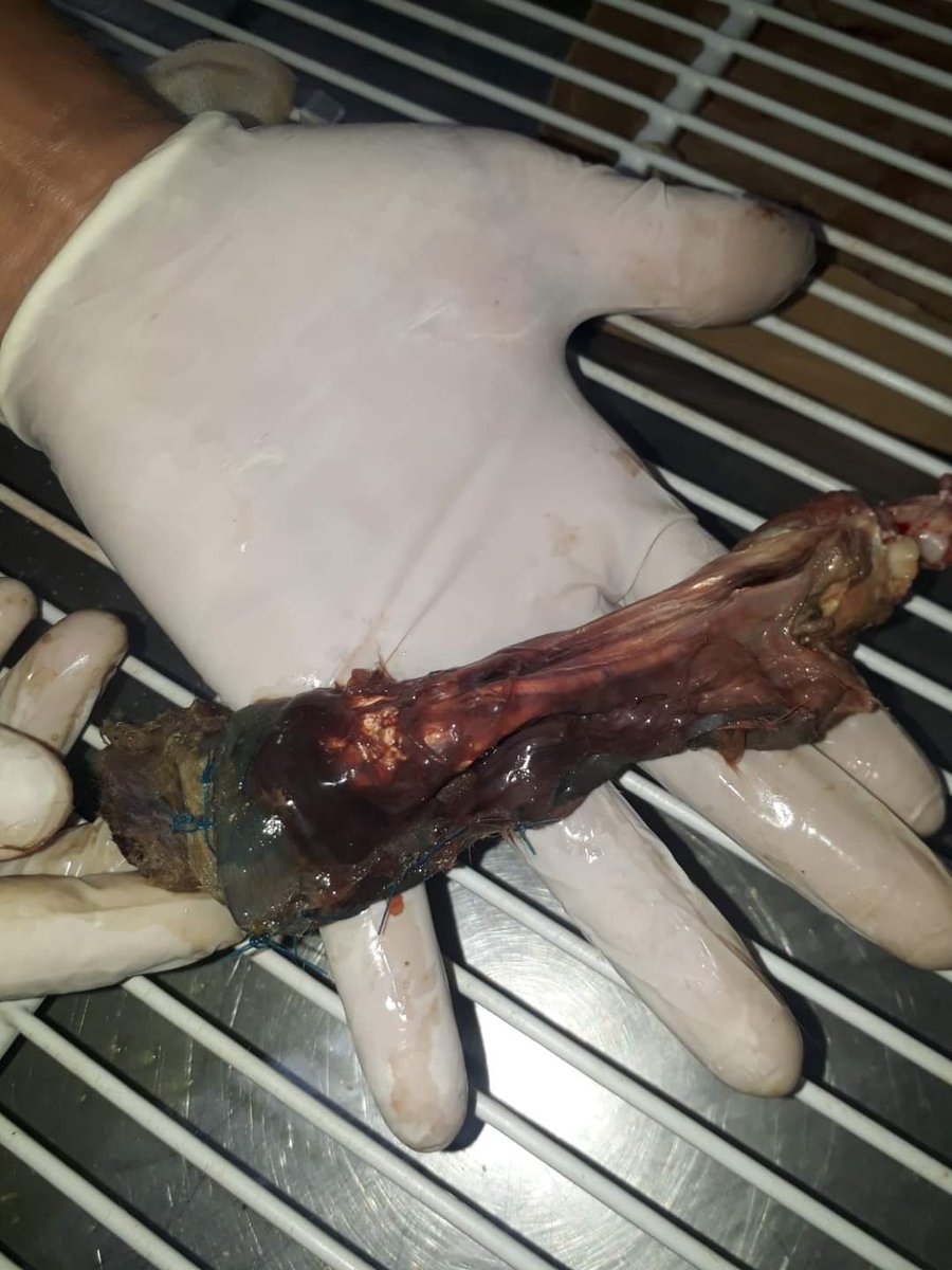 helpcatsmsallam's tweet photo. 🆘️🆘️
Someone called me and said that there was a cat who had an accident.
The cat has a severe injury to his hand
I took the cat immediately to the vet and he performed an amputation of the hand.
I need your support to help this poor cat🙏🙏
TYSM 
https://t.co/TbIjrbiNgq https://t.co/9pn9ht2mdd