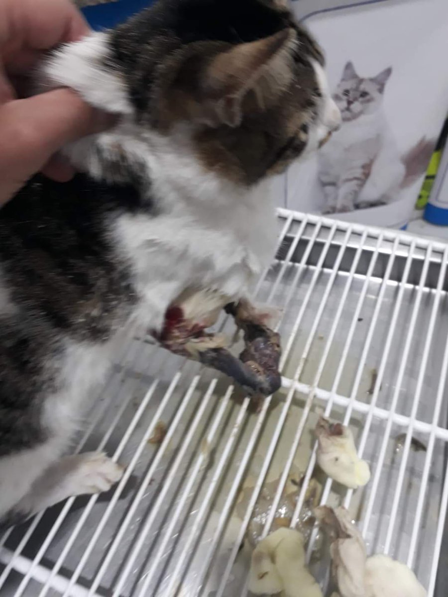 🆘️🆘️
Someone called me and said that there was a cat who had an accident.
The cat has a severe injury to his hand
I took the cat immediately to the vet and he performed an amputation of the hand.
I need your support to help this poor cat🙏🙏
TYSM 
paypal.me/animalrescue703