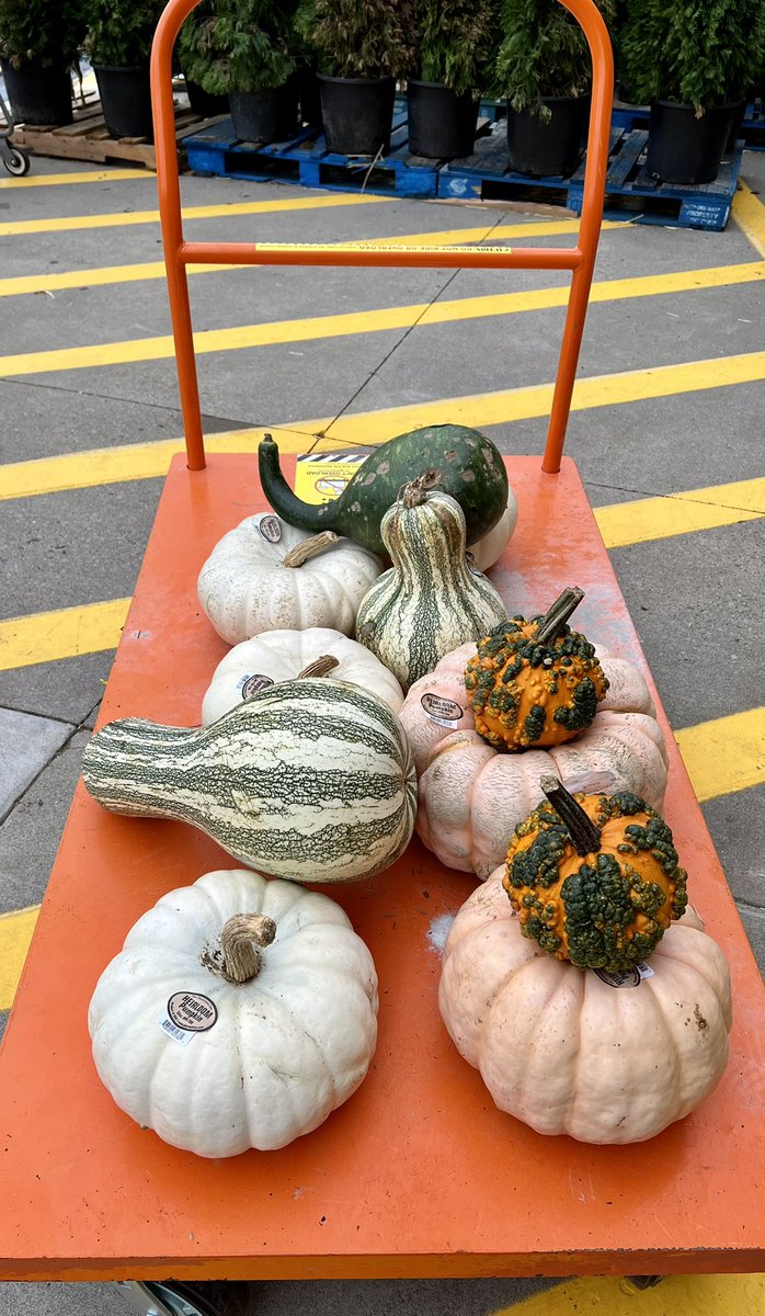 shanecombscobb's tweet photo. Monday morning pumpkin shopping at Wendover #HD3608 I would love to see this customers Fall display! @pps_s_atlantic @JarrettBennett3 @PPSinHD https://t.co/q3yHkeyYqd