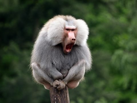 マントヒヒのtwitterイラスト検索結果