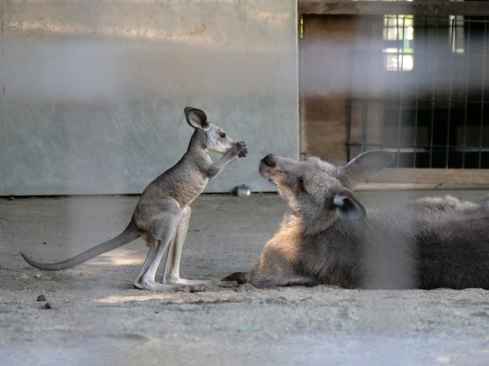 てつ 21 10 11 超久しぶりに上野動物園 一昨年まで年パスで入ってたけど コロナで休園 シャンシャンが撮影禁止になってからテンション アジアゾウ カンガルー キリンのベビーたち スカイツリーは西園から良く見えます