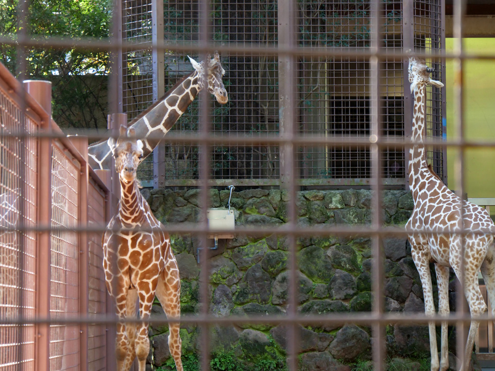 てつ 21 10 11 超久しぶりに上野動物園 一昨年まで年パスで入ってたけど コロナで休園 シャンシャンが撮影禁止になってからテンション アジアゾウ カンガルー キリンのベビーたち スカイツリーは西園から良く見えます