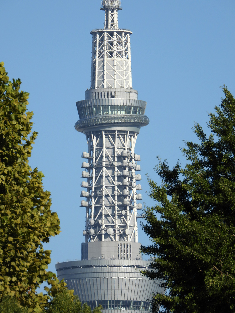 てつ 21 10 11 超久しぶりに上野動物園 一昨年まで年パスで入ってたけど コロナで休園 シャンシャンが撮影禁止になってからテンション アジアゾウ カンガルー キリンのベビーたち スカイツリーは西園から良く見えます