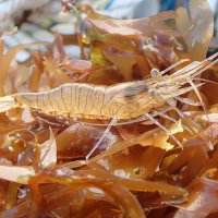 UMR_BOREA's tweet photo. Offre stage M2 Evaluation de l’état physiologique du #bouquet🦐#Palaemon serratus en secteurs intertidal vs subtidal 🌊dans deux sites normands - programme de recherche FEAMP @gedubouq @Universite_Caen @UMR_BOREA #Normandie
📘https://t.co/z0lIZ1yxDD https://t.co/LlN7Kqex2L