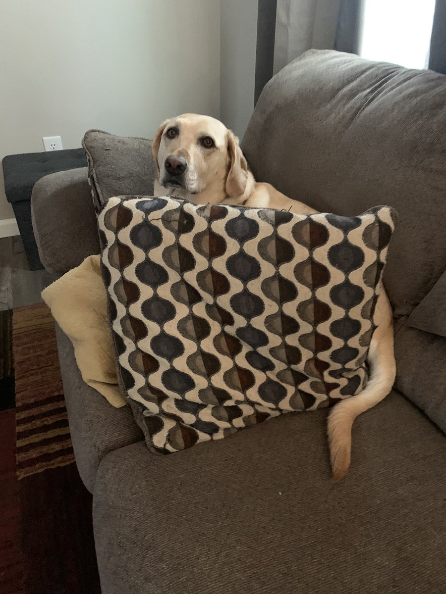 AHardwickWx's tweet image. Sometimes Wally is a little too much for her… Riley has to put up pillow shield to protect herself from the crazy black doggy! 🤷‍♀️👏😂 #Dogmom #MissRiley