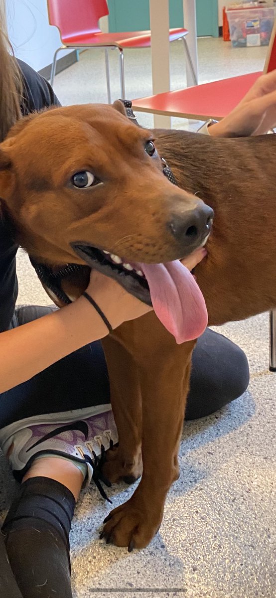 BrandonPttmn's tweet photo. I’m trying to make an effort to post more on here and why not have my first one be this… Hello World, I’m Doug, and I just found my forever home ❤️ https://t.co/wIMtQkvXZr