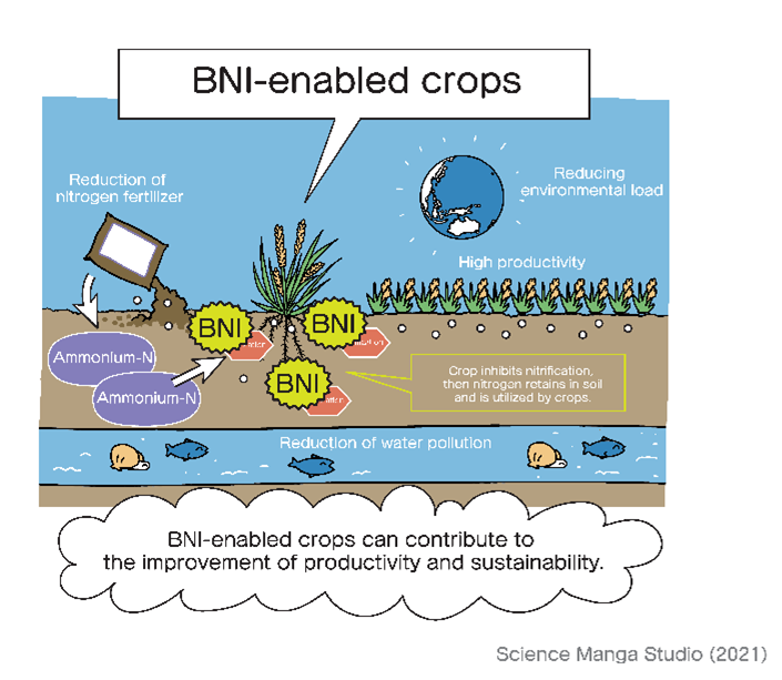 bramaccimmyt's tweet photo. #OneCGIAR and @CIMMYT are co-creating solutions for addressing tough questions such as how to produce enough food to feed the growing human population &amp; how to reduce environmental damage caused by intensive agriculture. Read more about #Wheat &amp; BNI. https://t.co/v5WUYBdFLp https://t.co/iVPPPKVgm5