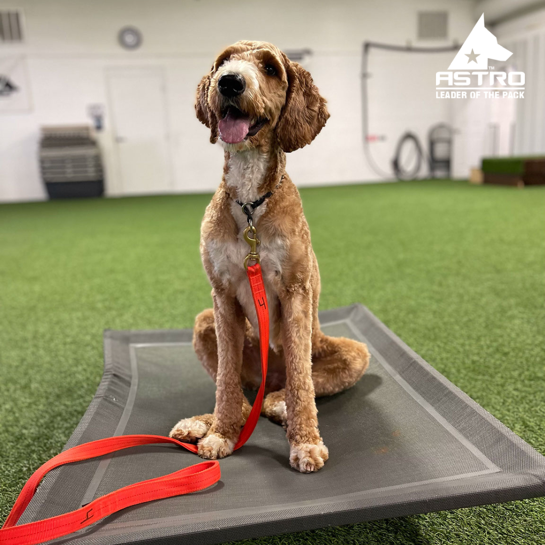 astro kennels training