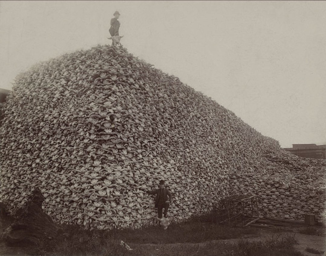 SpiritofLenin's tweet image. Happy #IndigenousPeoplesDay 

Reminder that the US Army, sanctioned the near extinction of Bison in order to destroy the livelihoods of Indigenous peoples' in the midwest. Bison wasn't just a food source their bones were also used for tools, hides, clothing, and shelter.