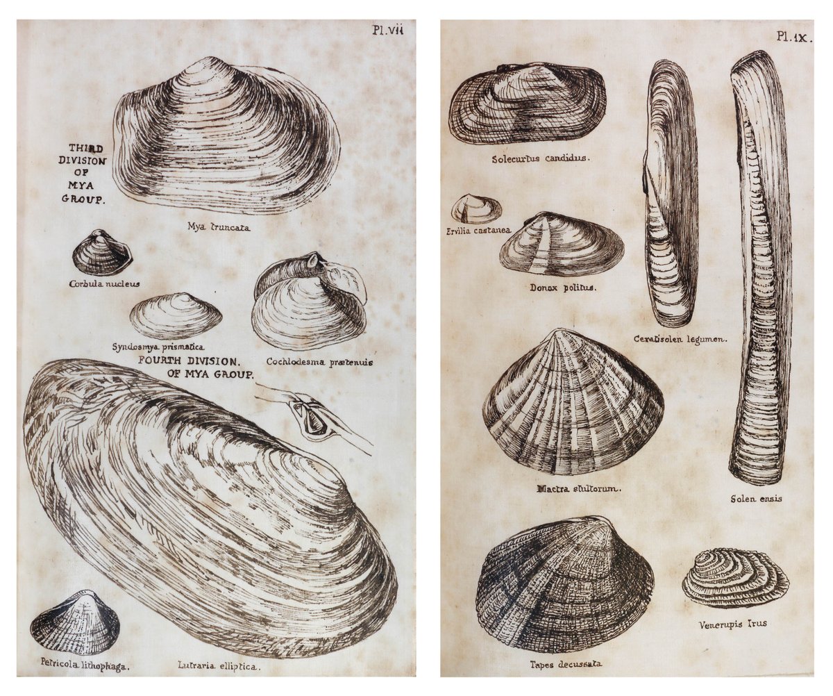 Illustrations of shells with their names underneath