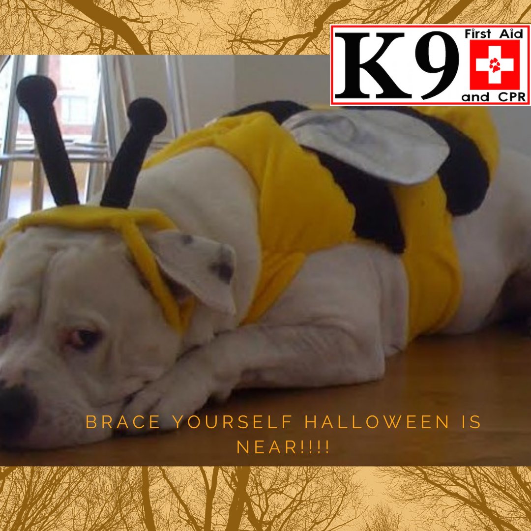 K9FirstAid_CPR's tweet image. Beware of those scary bags of candy that can be intoxicating to your furry friends. Learn K9 First-Aid and CPR at K9educators.com