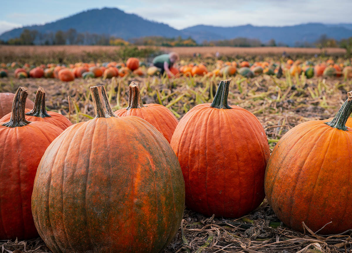 RDKBdotcom's tweet photo. Happy #Thanksgiving in the #RDKB! Who/what are you thankful for? #thankfuleveryday #thanksfarmers #thanksfrontlineworkers #thanksruralresidents #thanksfirefighters #thankscitizens #thanksteachers #thankskids #thanksneighbours #thanksartists #thanksscientists #thanksvolunteers https://t.co/U1XSb7OB3F