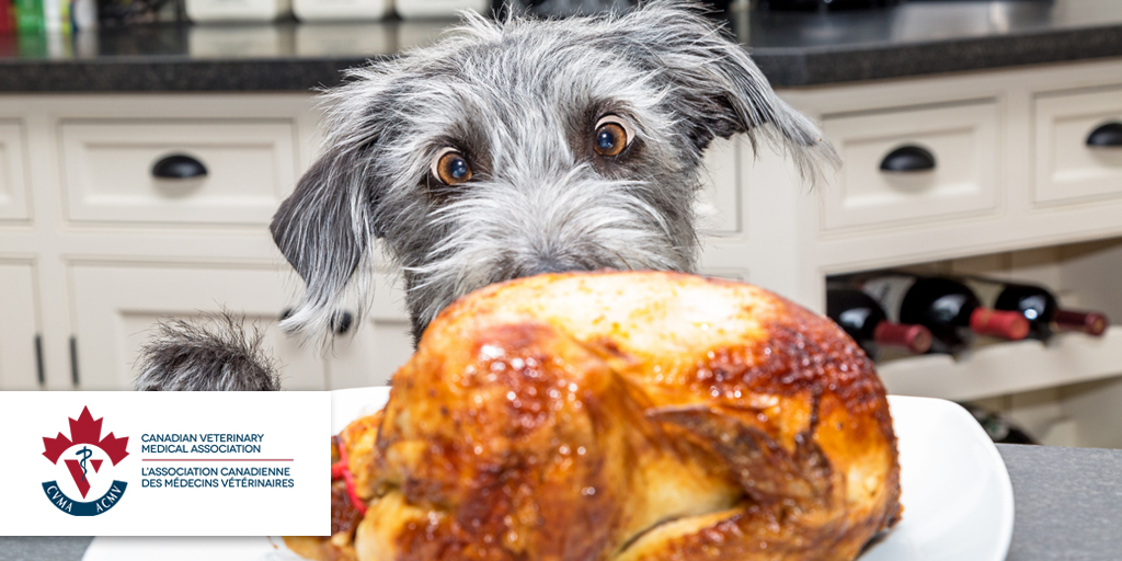 Sask Vets tweet media