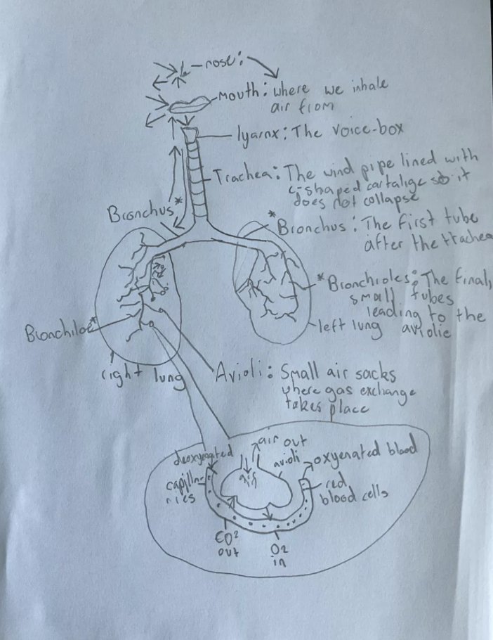 Art_Gis's tweet photo. It's the Big Draw week at GIS. All week students will be drawing in all their lessons as we explore the power of drawing to support learning.  Look at these great examples from Day 1 in maths, science and drama. #BDF2021 #makethechange #thebigdraw #Gislearning #drawingislearning https://t.co/VkejSaVlha
