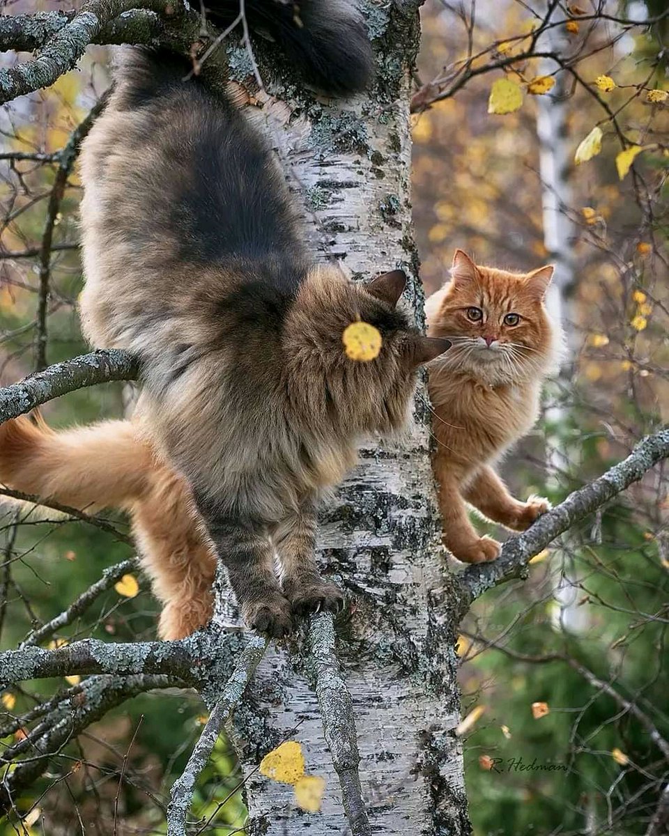 Good evening, dear Friends. Thank you all for your kindness and tweets. Have a good and nice rest.😍🐯🐈‍⬛🐾☀️😘🌼