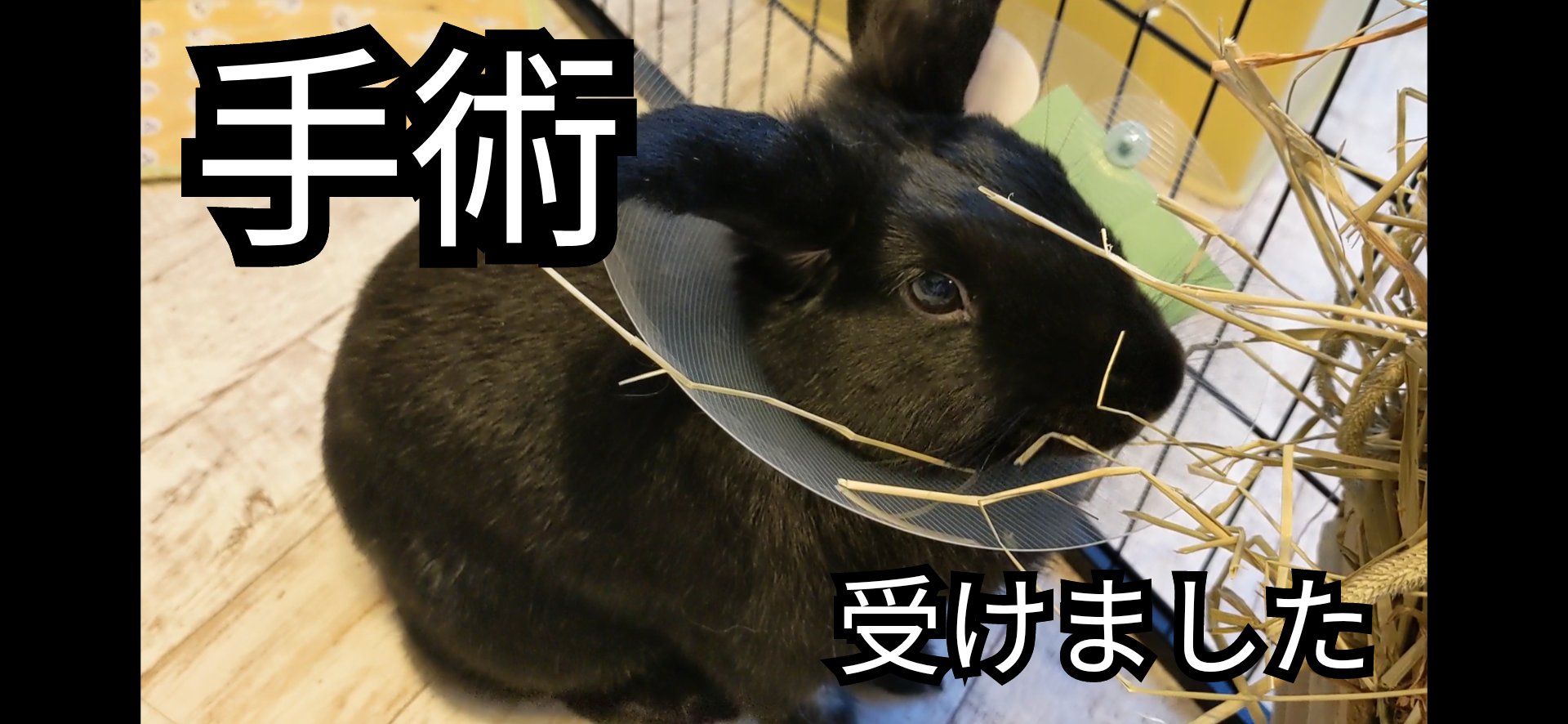 たれ耳うさぎのロップイヤーおはぎ と チワックスのコルク