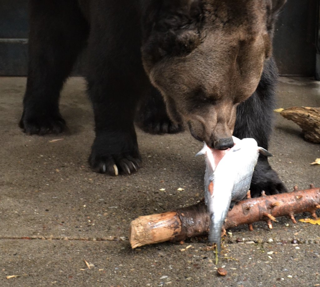 earthfireinst's tweet photo. Our sanctuary bears had a delicious surprise from a very kind donor. Boxes of King Salmon arrived just in time for dinner. Humble Bumble Bear wasted no time devouring his portion. https://t.co/pq2I9KigHp