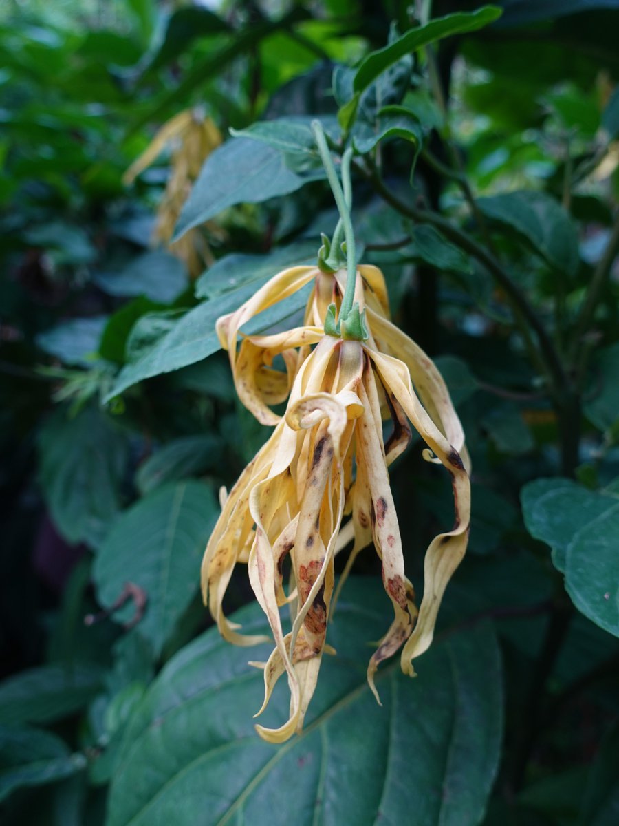 イランイランの木 Twitter Search Twitter