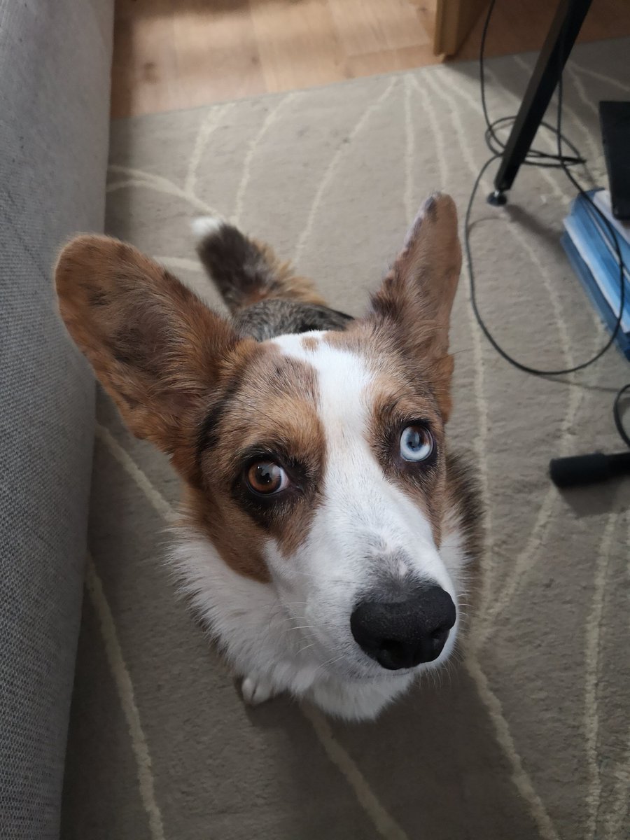 MallothRha's tweet photo. Una promotet mit ihrer Schokoladenseite den heutigen #livestream um 18 Uhr. Sie ist jung und braucht das Geld!

#TwitchDE #twitch #twitchtv #streamer #affiliate #corgi #corgicardigan #hades #hadesgame #warhammervermintide2 https://t.co/rUdditXV0S