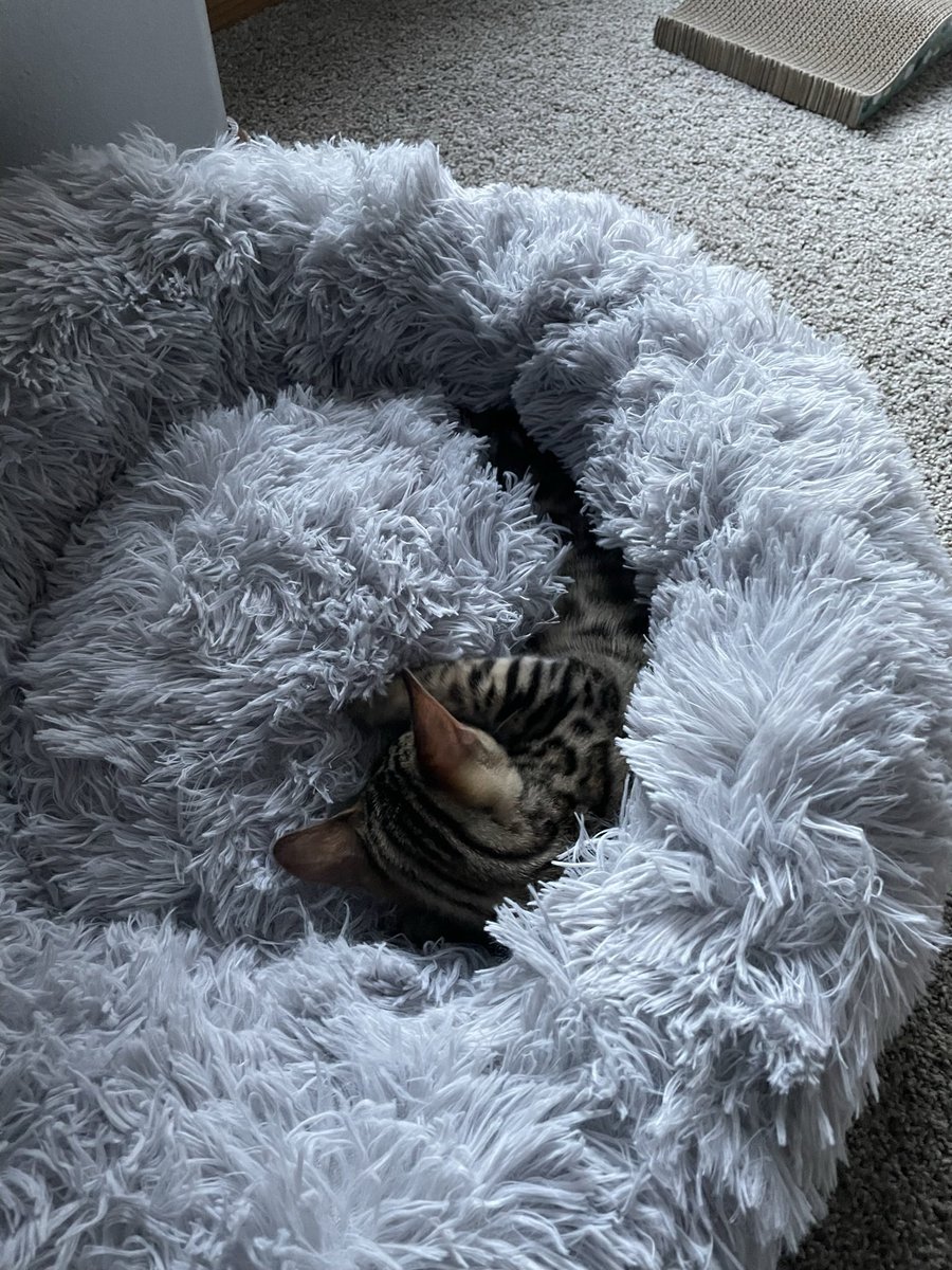 nap time #CatsOfTwitter