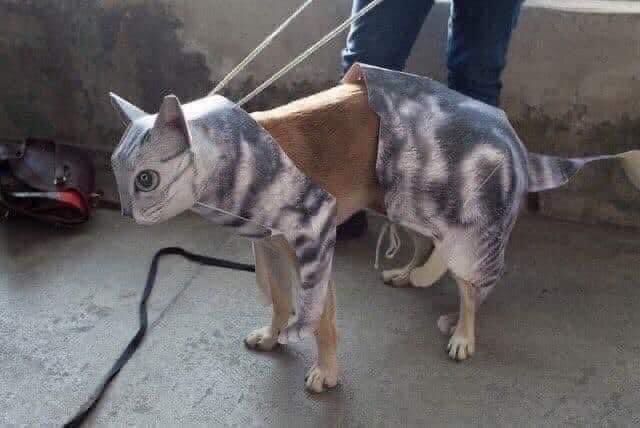 What animal is this
