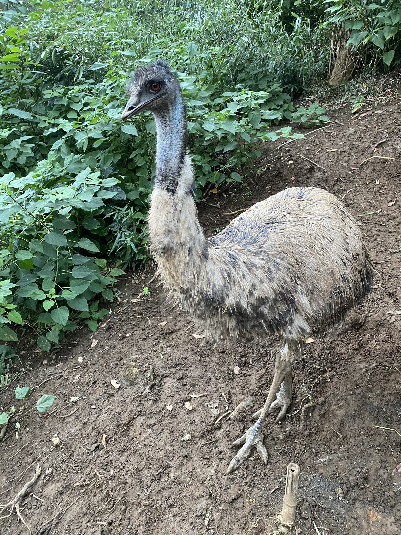白輪剛史 エミュー全羽の捕獲完了したようですね 爬虫類を見て 恐竜みたい とか仰る方がたくさん居られるので エミュー の方が恐竜に近いよ と説明する為にizooでもエミューを飼育しています じっくり見れば見るほど恐竜に見えてきます Izoo