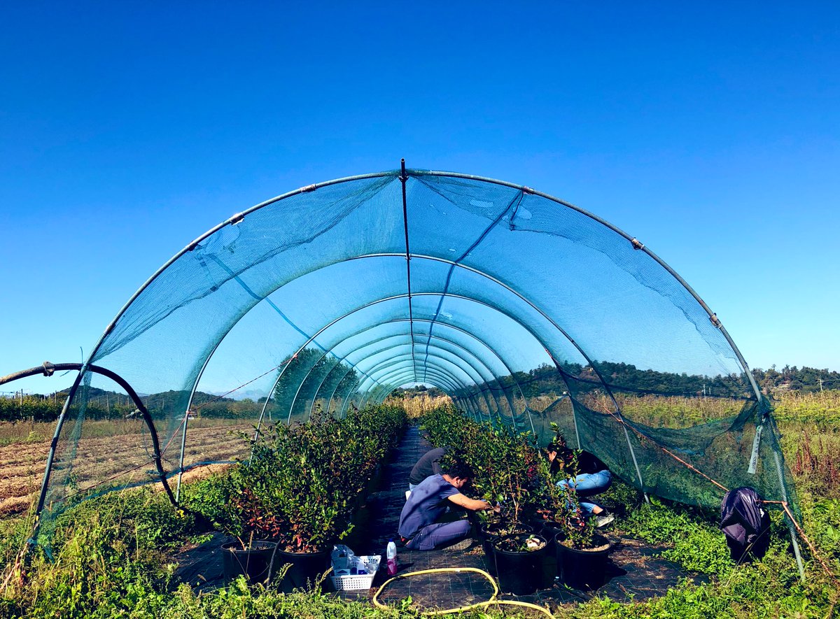 VladiGuarnaccia's tweet photo. Great weather in #Piedmont today for closing a field trial and starting a new one! Go #blueberry team! #Botryosphaeriaceae 🫐🫐 https://t.co/MZDvvLQuL1