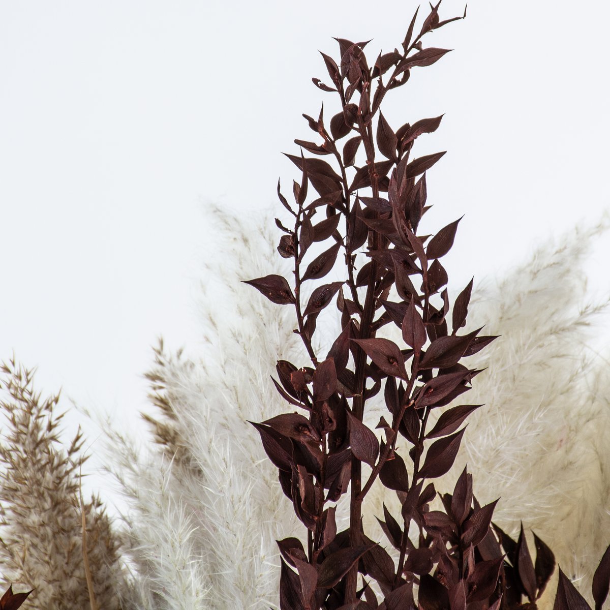AtlasFlowersLtd's tweet photo. Fluffy grasses, ruscus, and typha are popular products.
Here we have our extra fluffy pampas grass, fluffy reed grass, henna ruscus, and black typha.
Get yours now at https://t.co/n3A8NqI6ry
#pampasgrass #pampas #fluffypampas #reedgrass #fluffyreedgrass #typha #ruscus https://t.co/0XS7IKQ2lu