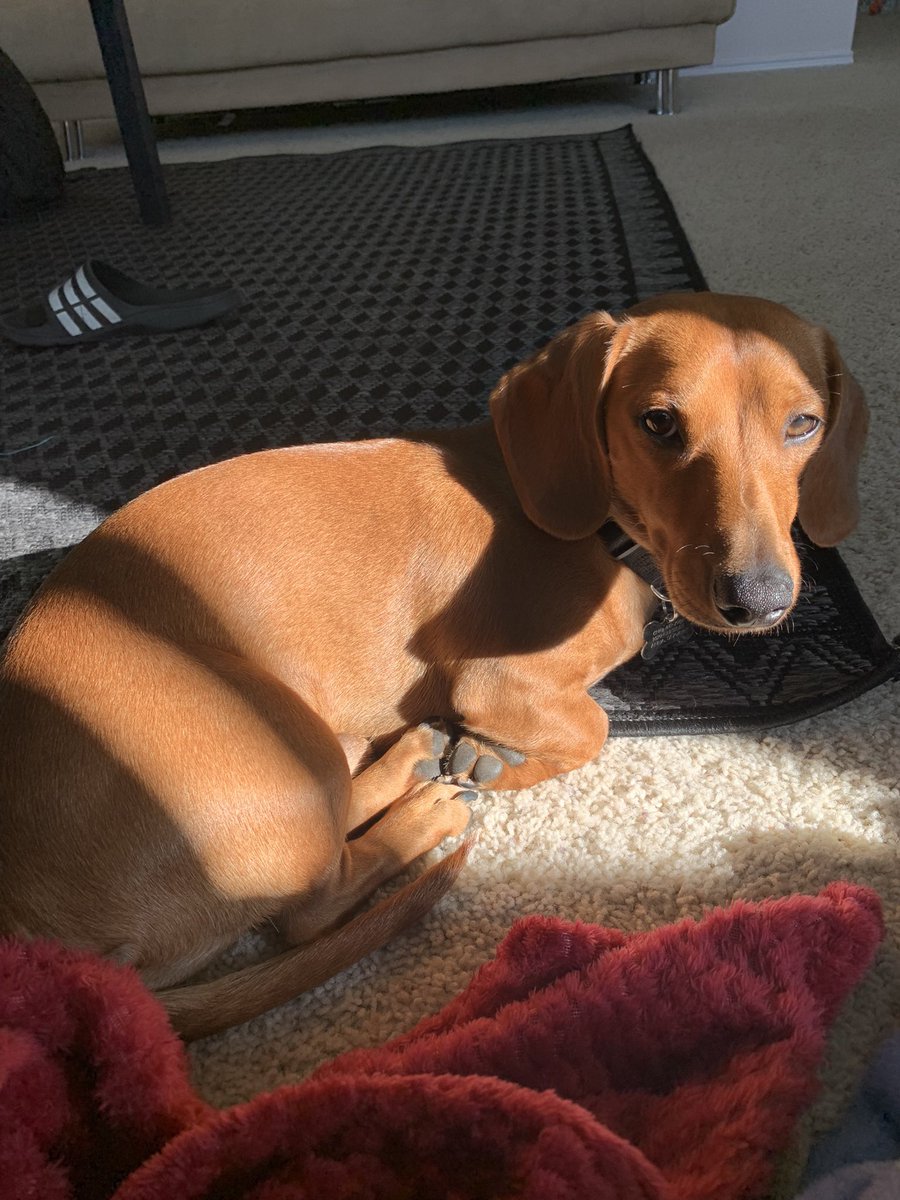 MrsOrtiz224's tweet photo. Getting to spend my Monday with these two and a hot cup of tea… 🤩❤️#Mondayvibes #ilovethesetwo #dachshundmom https://t.co/abVAYntoHZ