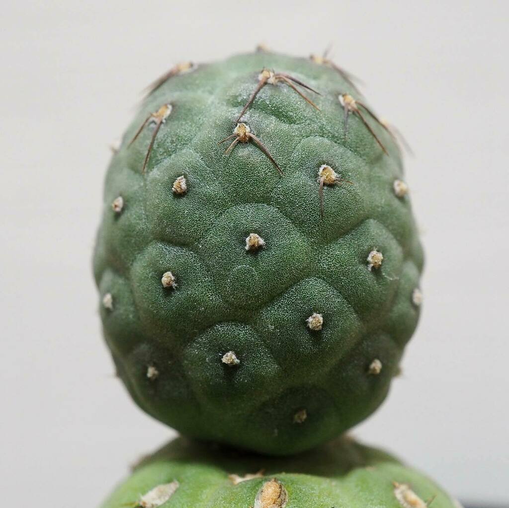 das_plants's tweet photo. Tephrocactus geometricus
テフロカクタス・ゲオメトリクス

ずっと欲しくてようやく見つけたゲオメトリクス🌵
どこから見ても可愛い😍
次はどこから出てくるのか想像するのも楽しい🎶 https://t.co/B0CmtRApvY https://t.co/oAubw0tMaX