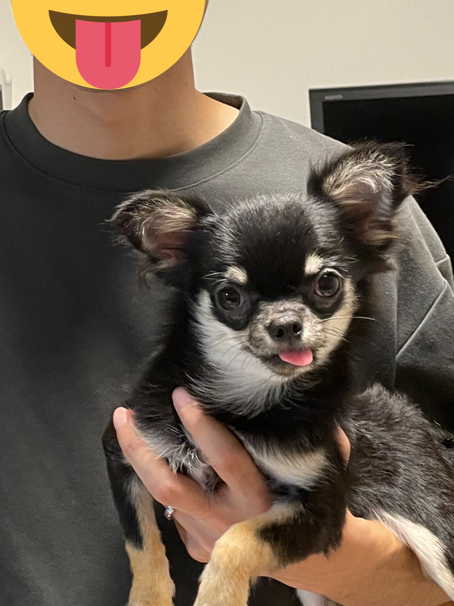 チワワのブン 舌が出っぱなしなブン 愛嬌マシマシ チワワ チワワのいる暮らし 子犬 子犬のいる暮らし 舌出し T Co Eacg05oper Twitter