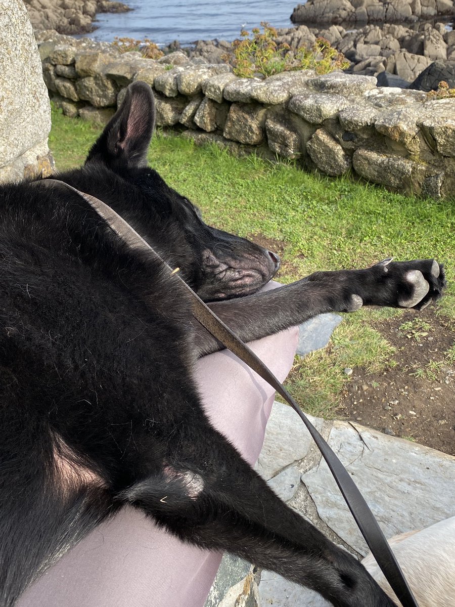 This retirement lark can be very tiring 💤 #rpdfloyd #seaside #livingthedream