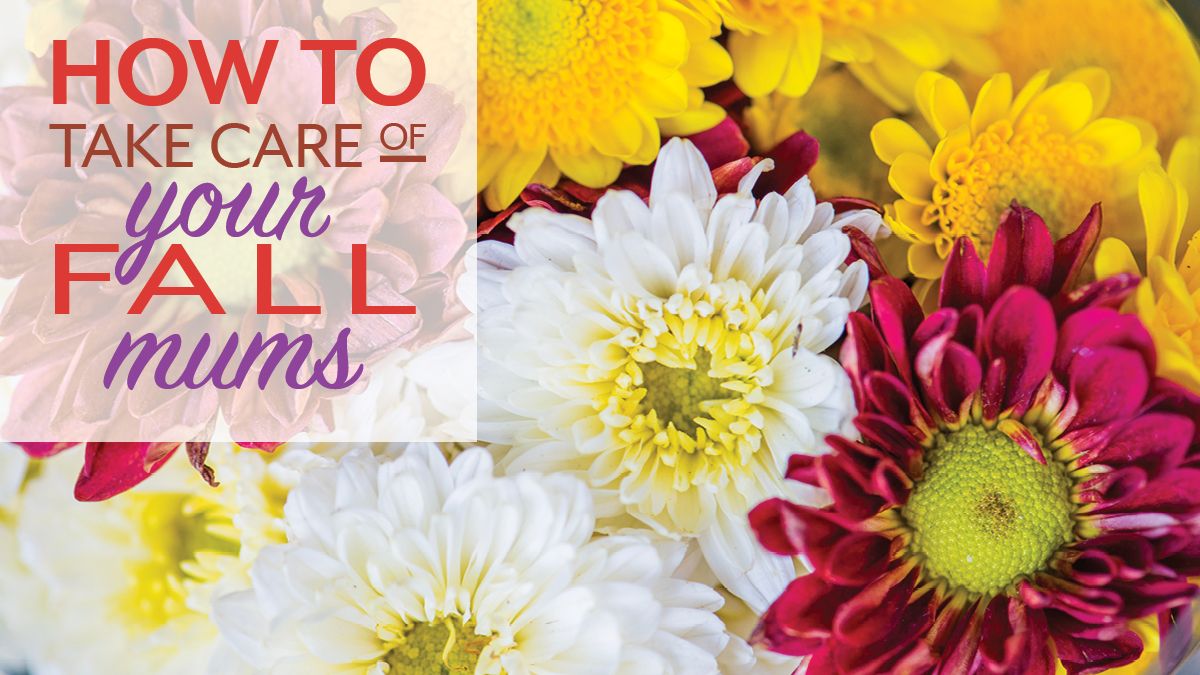 mnlga_'s tweet photo. We love all things Fall including those gorgeous Fall mums! Take a look at the great link below for tips to share on how to best care for your Fall mums! Enjoy the color and great Fall weather! 

https://t.co/W7YJW8lCeV https://t.co/cYC2gs2tGK