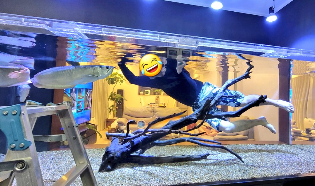 自宅水族館 Twitter Search Twitter