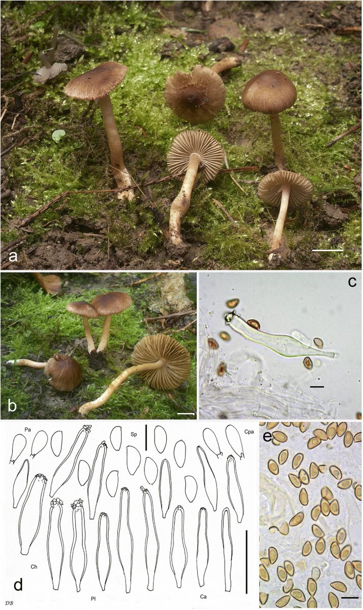 SpringerMicBio's tweet photo. Mycology at Springer Nature
Ditte Bandini et al. in their recent publication in #MycologicalProgress
A fresh outlook on the smooth-spored species of Inocybe: type studies and 18 new species
https://t.co/vTWRUF9y2R https://t.co/4MBkTPOOYq