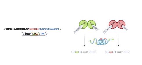 daweonline's tweet photo. To single cells then! @FrancescaGi82 @lazarevi1965 and @MartinaTds hacked @10xGenomics scATAC protocol to multiplex the enzymes, tn5 and tnH are in the same tube (MEDs include a tn-specific barcode). We named this method scGET-seq (sc Genome and Epigenome by Transposases) 5/ https://t.co/MFc0ZcuwJj