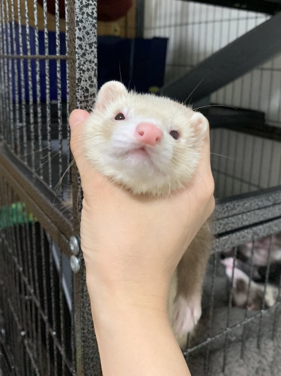 nano_ferret2's tweet photo. 私可愛いでしょ？😎🐁 https://t.co/KRbUjbB5ij