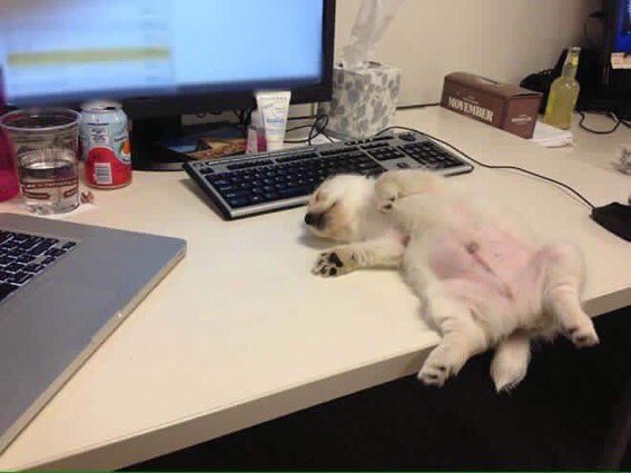 ViejoFumeke's tweet photo. - ¿Y cómo va tu Lunes?
- https://t.co/05WQq17RiU