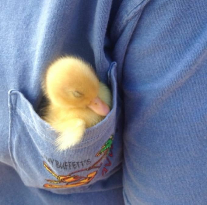 ⊱⋅ ──────𖠜────── ⋅⊰
Essa tarde acabei indo em uma fazenda vizinha, já que meu namoradinho queria um patinho e por sorte ao lado estava doando, estou ansioso para levar o patinho para ele! Imagino Kiki todo boiola pela pequena ave.