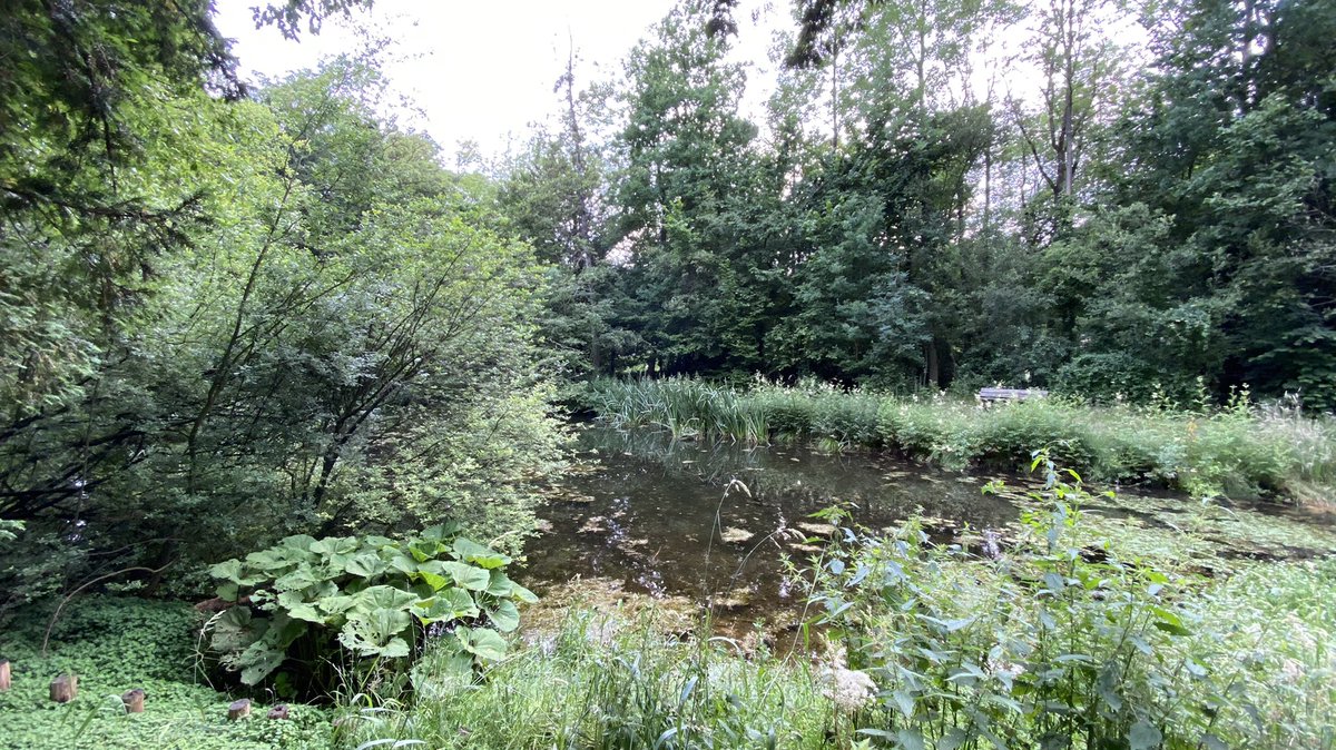 mveldhuis76's tweet photo. Deze week wordt met een pomp ook 100m3 bagger uit de #vijver van de #Zomp gezogen. Dan is daar ook weer wat meer #waterdiepte, kunnen #waterplanten en -#dieren weer floreren. Ik laat er nog wat van zien deze week.. #oosterbeek #baggeren #waterkwaliteit @Gem_Renkum @ValleienVeluwe https://t.co/5EeR0XL8Fj