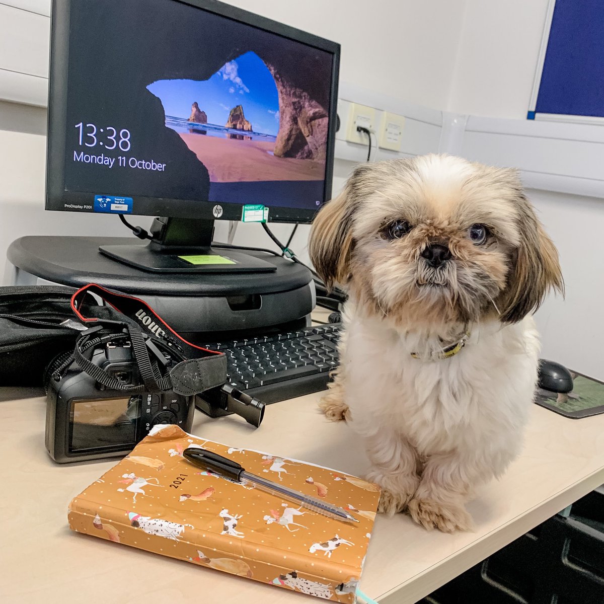 DT_Essex's tweet photo. Dogs - making Mondays better since time began! πΆ
Although with cuties like Penelope around youβre probably wondering how we get anything done around here π Somehow we manage in between cuddles!
@dogstrust #MondayMotivation #mondayvibes #makingmondays #workingwithdogs https://t.co/plNcvdeTcJ